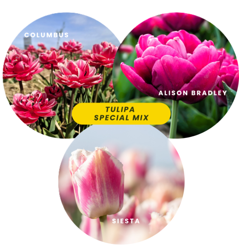 Tulipa special mix
