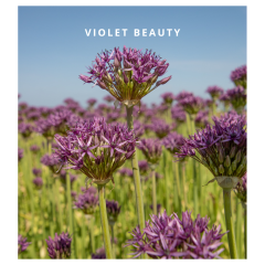 Violet beauty